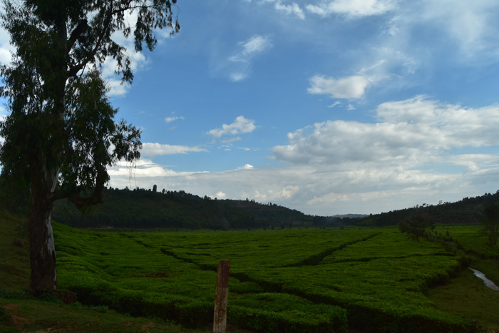 A tea estate in Kibeho