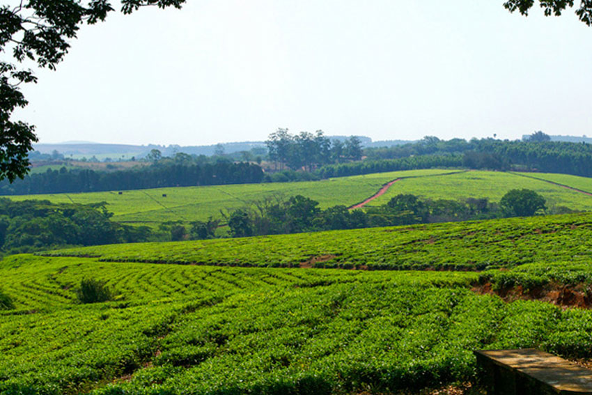 Malawi tea tourism