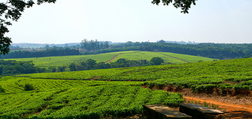 Tea estate in Thyolo