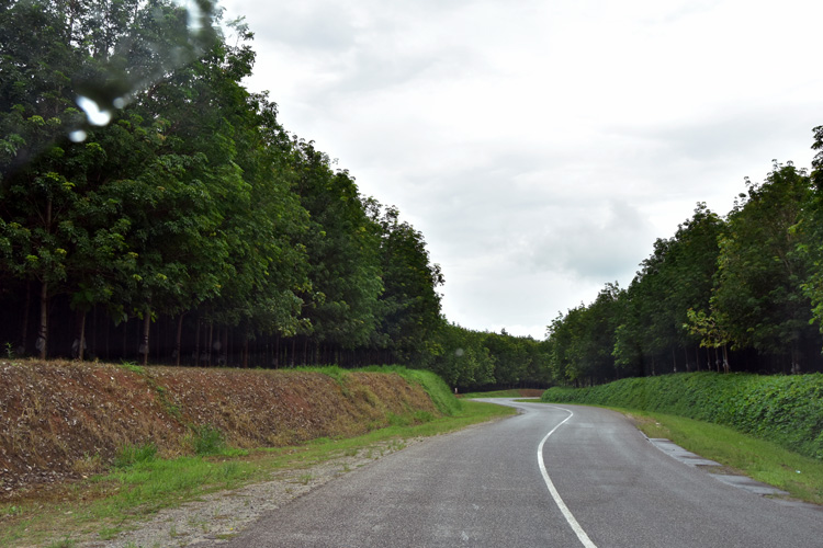 Vizara rubber plantation in Nkhata Bay