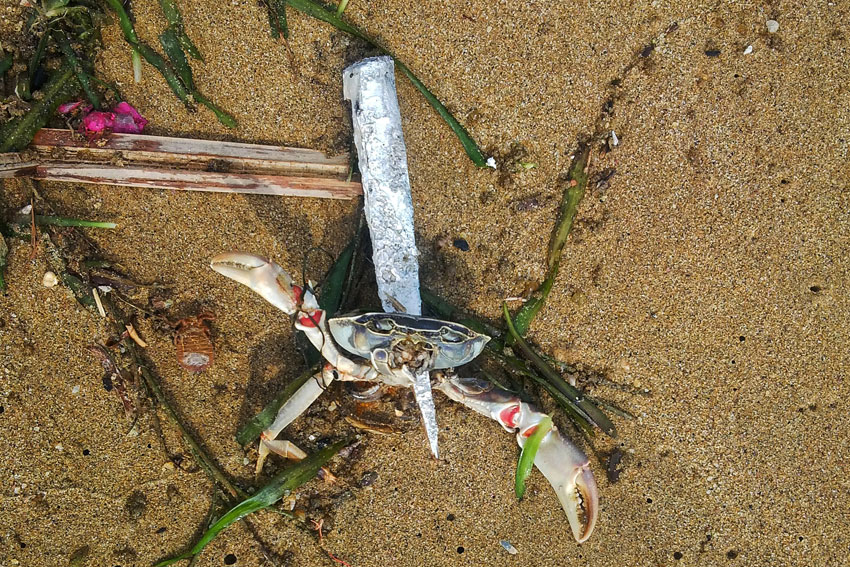 crab met a pointed end on the beach