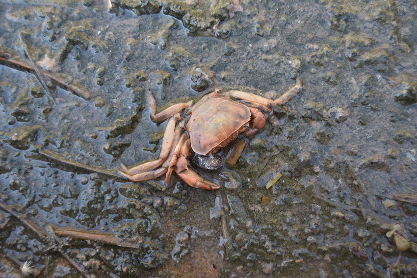 dead crab in water