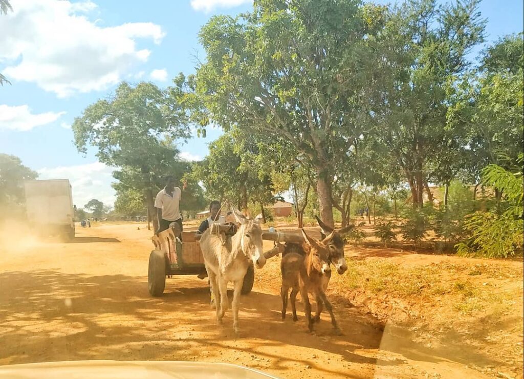 donkey drawn cart on Ntchisi back roads
