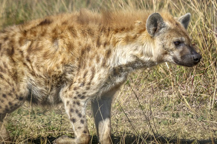 spotted hyena