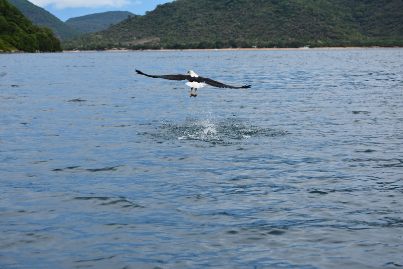 Fish eagle around Thumbi West Island in Cape Maclear