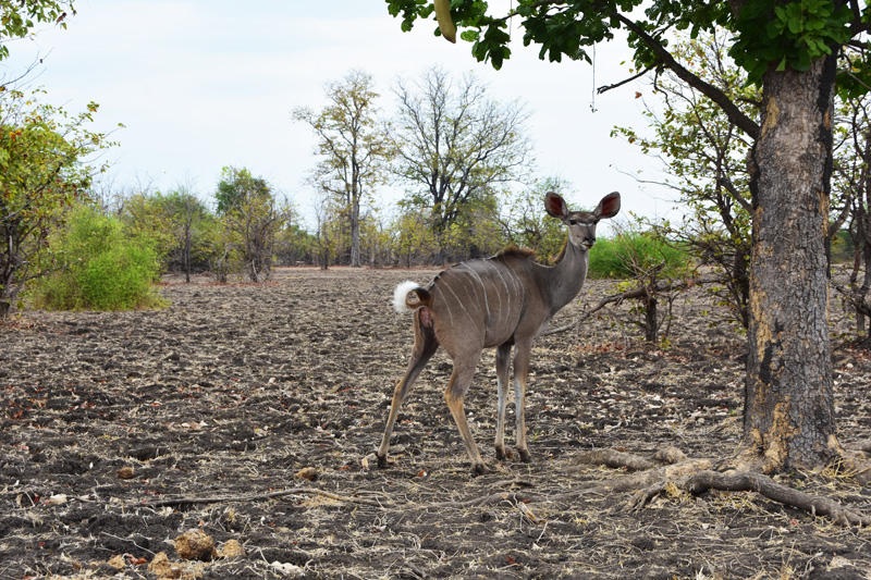 Wildlife in Liwonde National Park