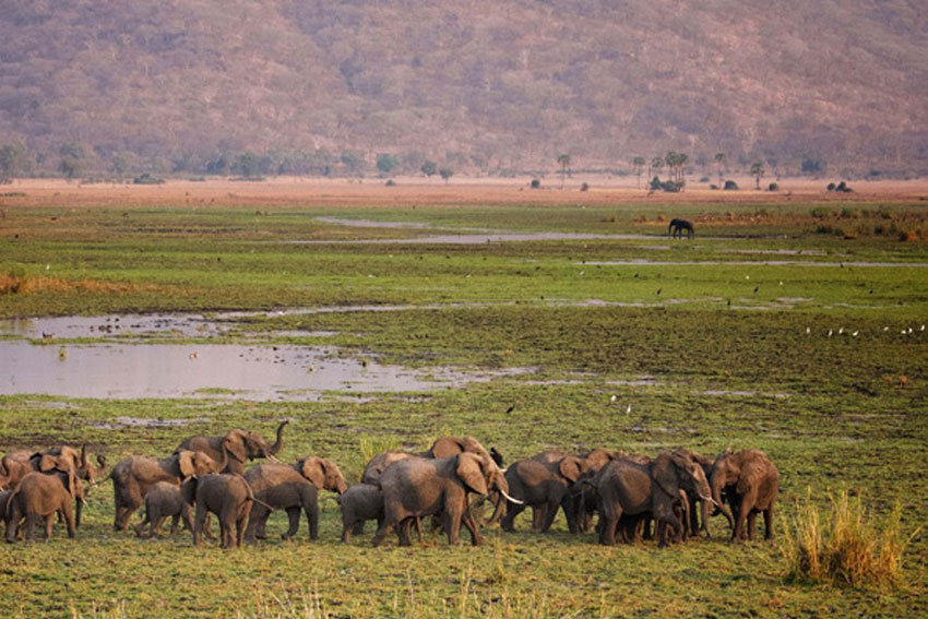 Kasungu elephant translocation