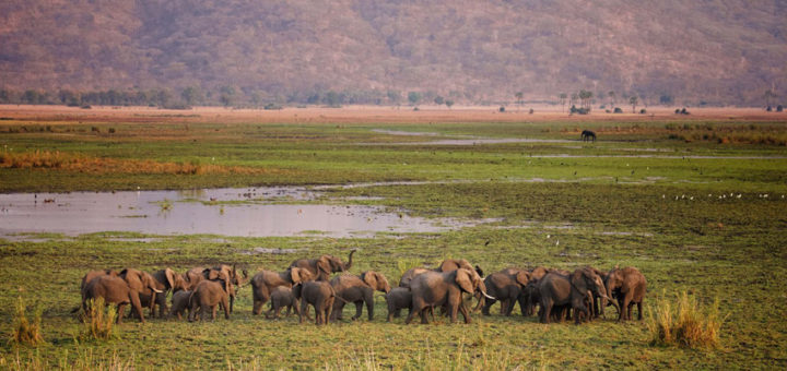 Liwonde to Kasungu National Park elephant translocation
