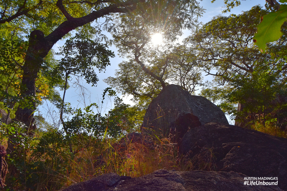 The flora of Senga Hill Forest Reserve