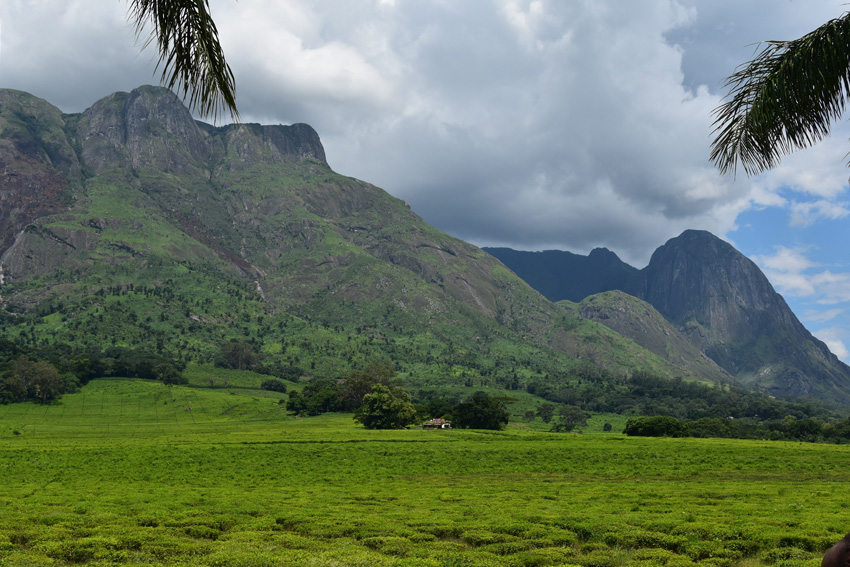 mulanje mountain massif in Malawi with luch green tea fields