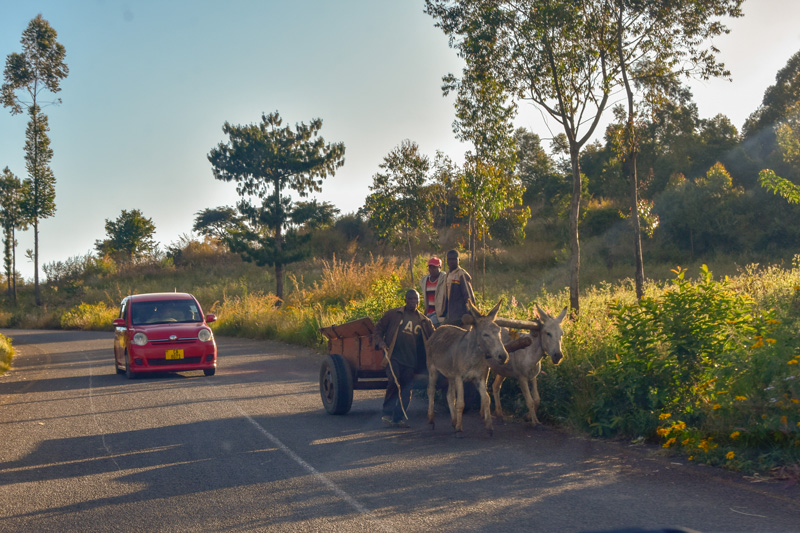 ox cart along the golomoti Masasa road