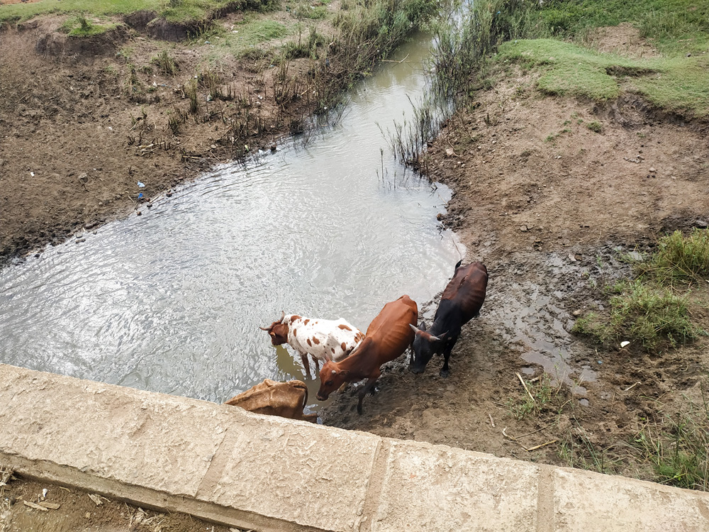 cows underneath a bridge in dedza