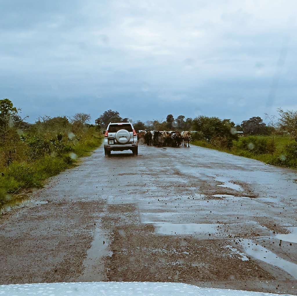 cattle alomng the golomoti - monkey bay road