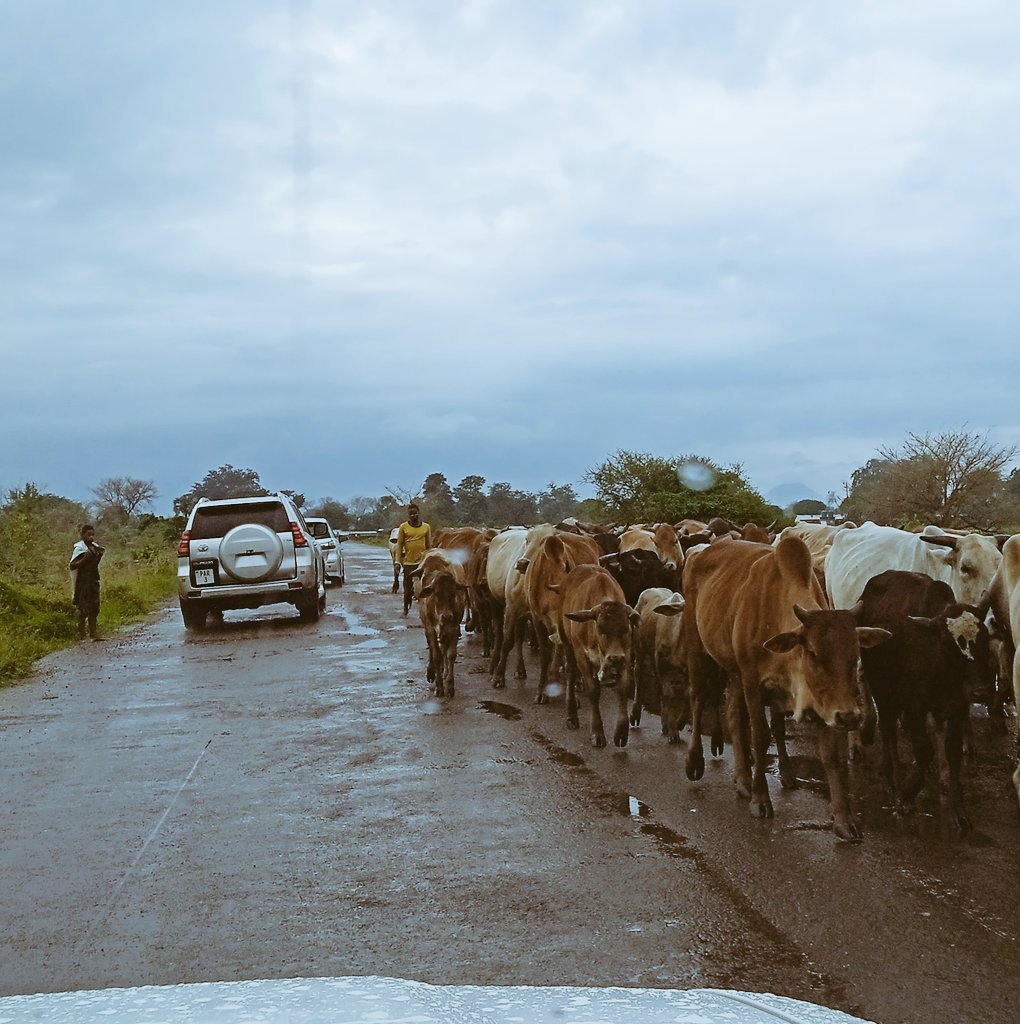 driving past a herd of cattle on the golomoti monkey bay road