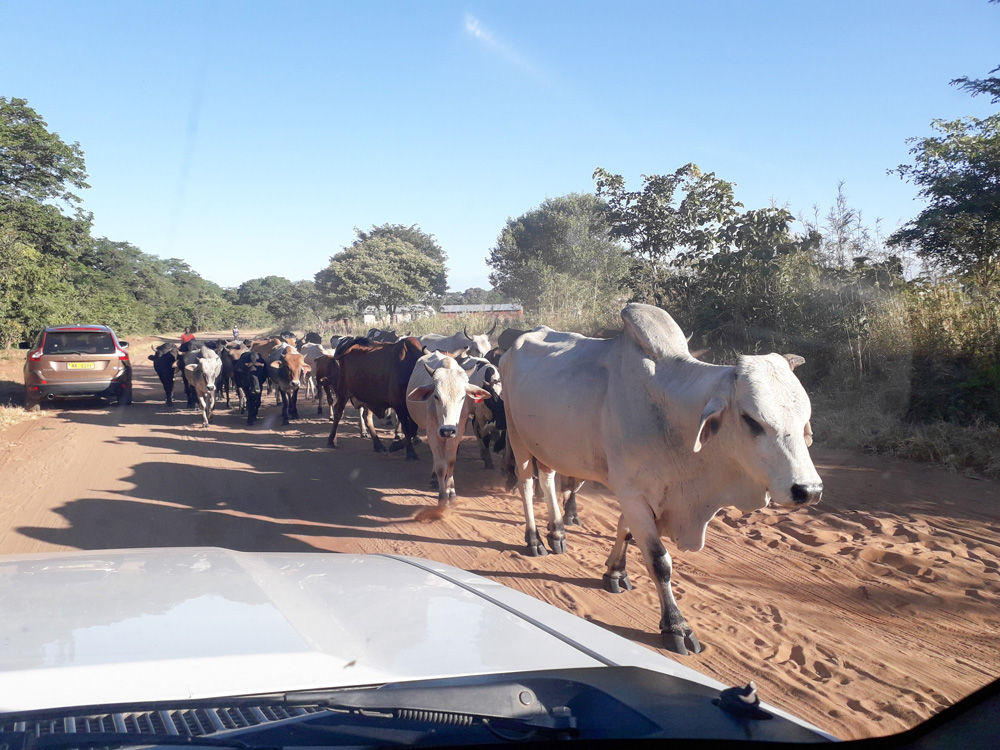 a group of cows in salima