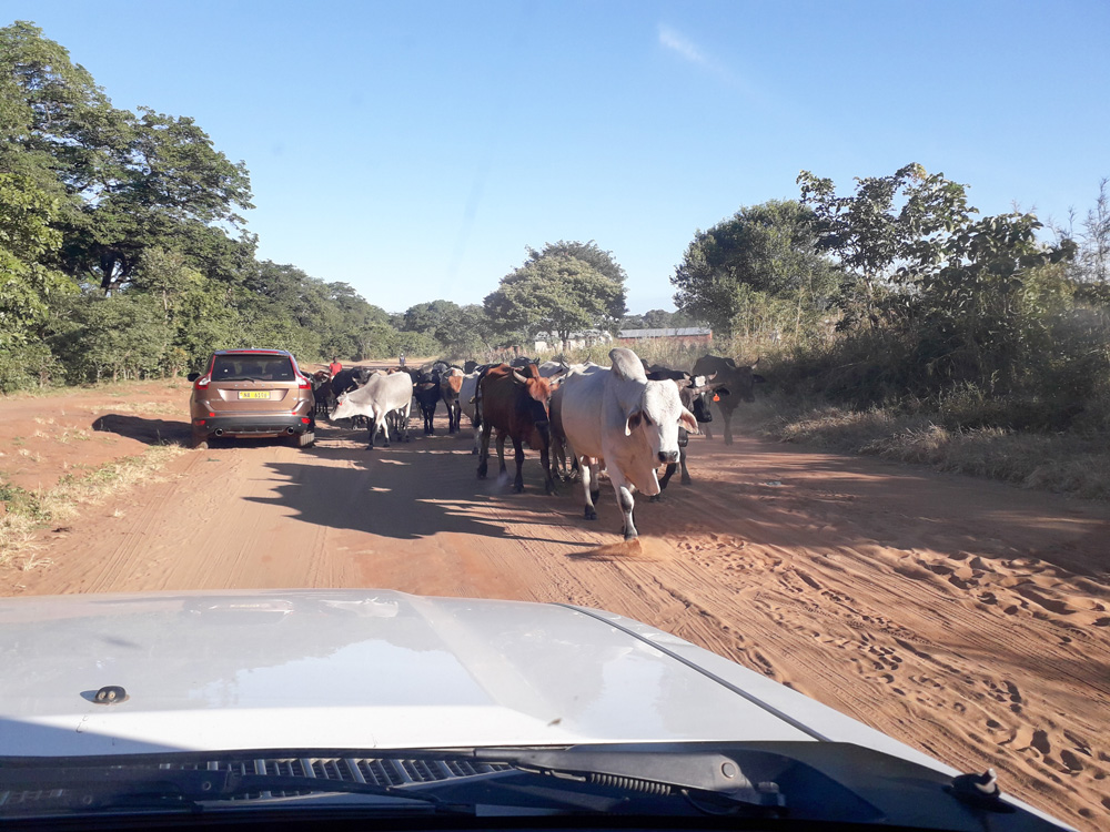 a herd of cows nudge a car off the road
