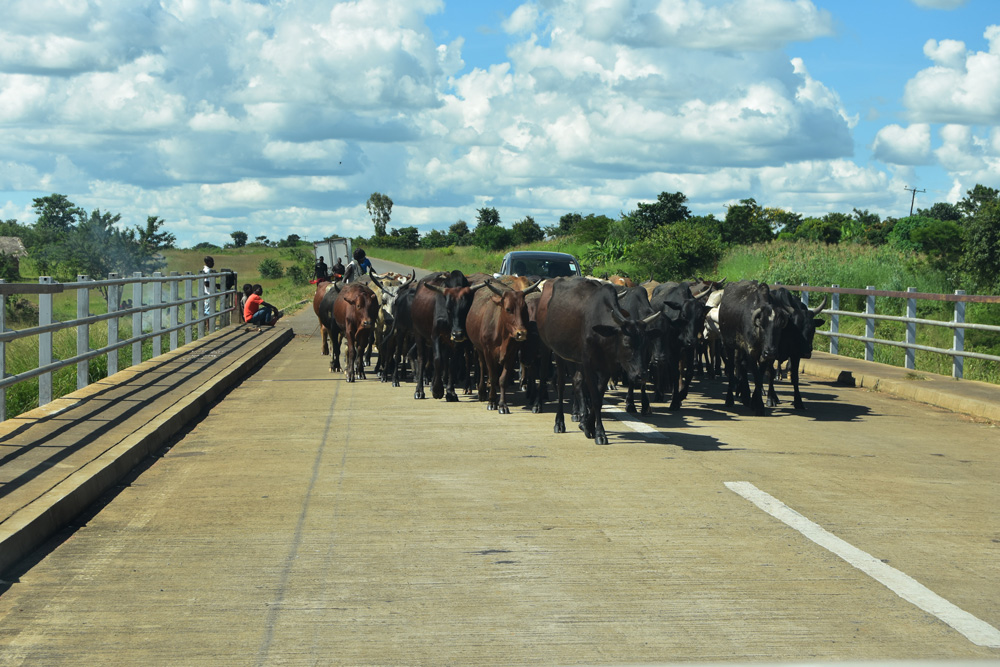 The herd take up the whole bridge, blocking traffic