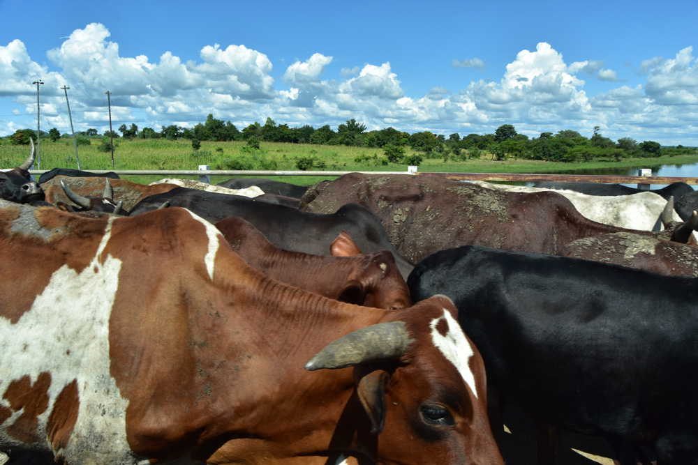 a herd passes by the car window in Bua, Kasungu