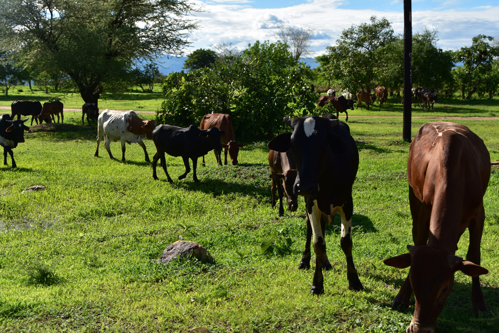 inquisitive cow in mangochi