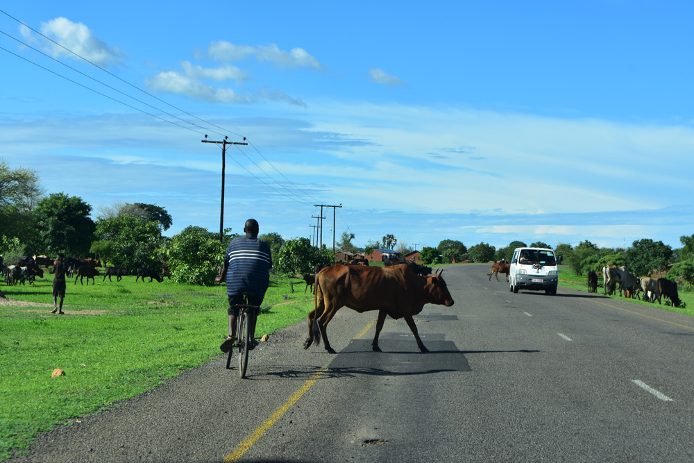 why did the cow cross the road