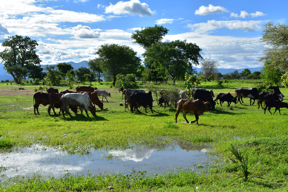 a pool of water beside the road in mangochi