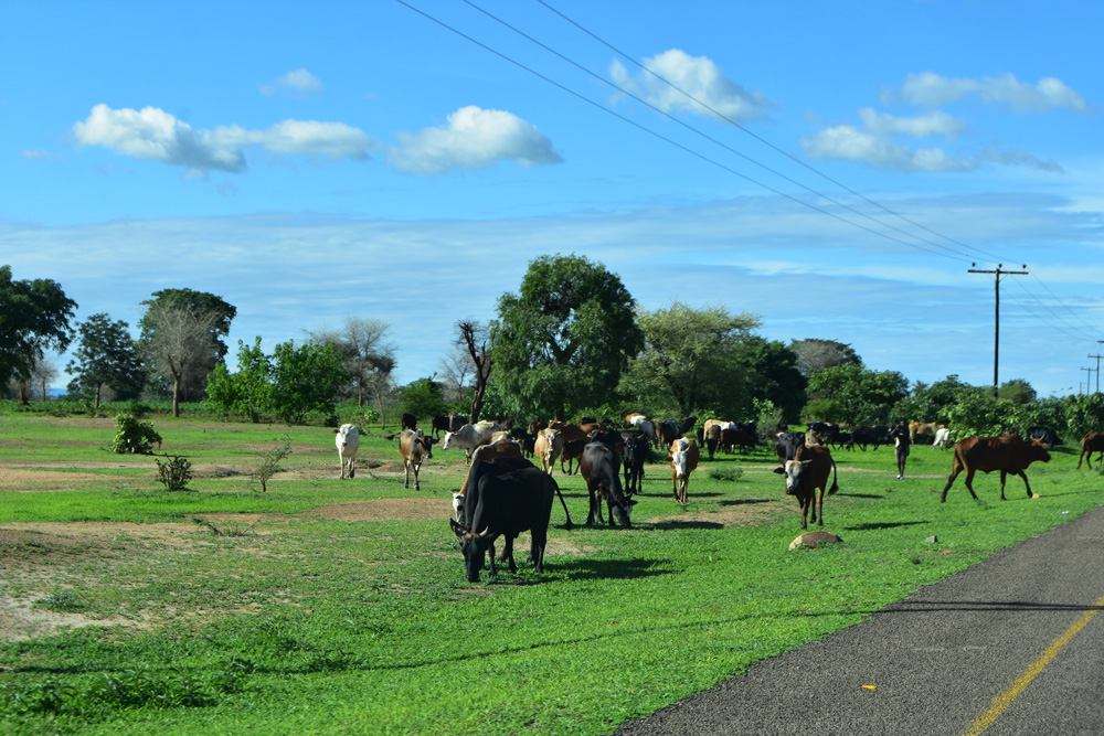 cows graze on the roadside