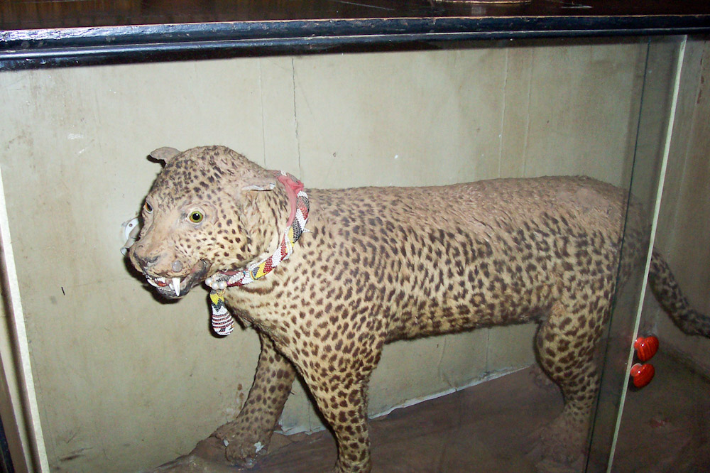 A stuffed leopard in King Mwanga's Palace in Uganda