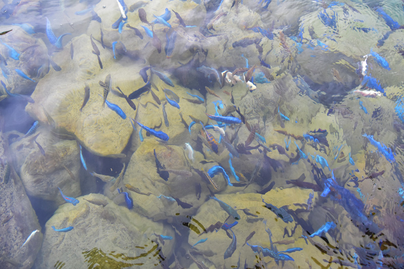 cichlid or mbuna fish