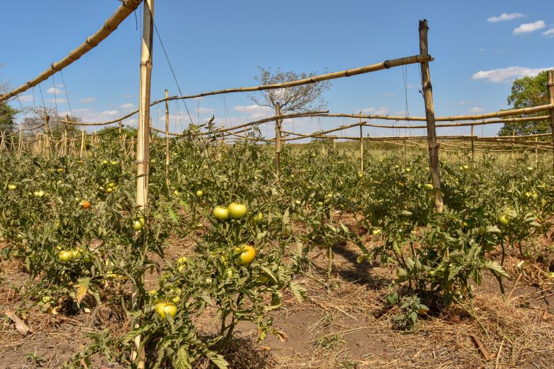 18 tomato plants