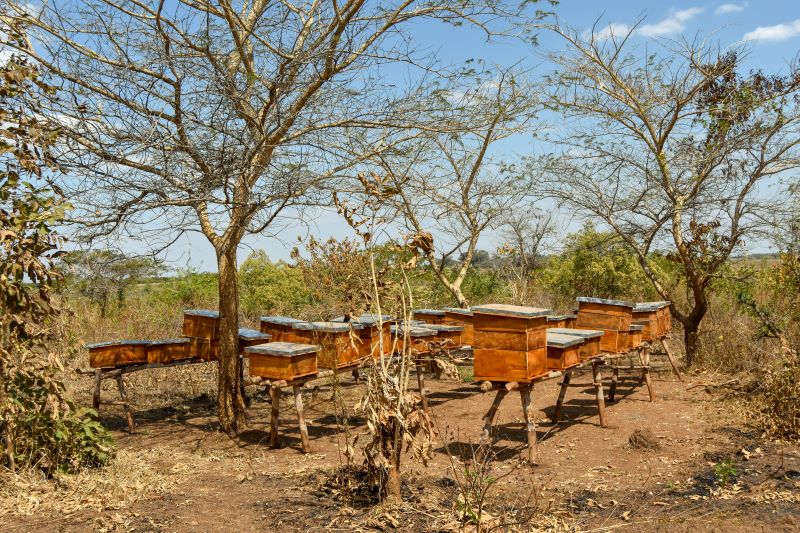Bee hives at Gala Kalokwe macademia estate