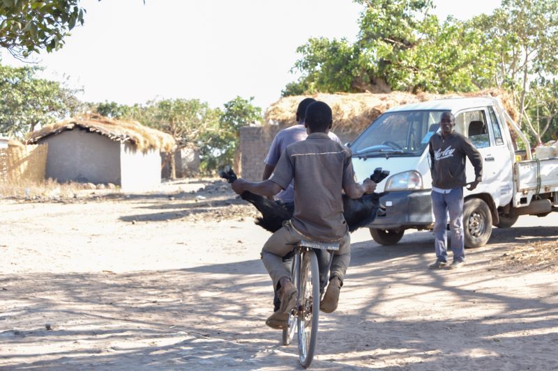 Two men on a bicycle carrying a goat to the market