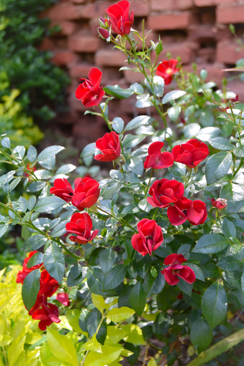 red roses
