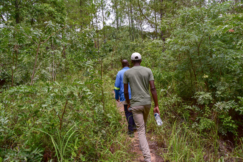 footpath in Dzalanyama forest reserve which supplies Lilongwe with most of its water