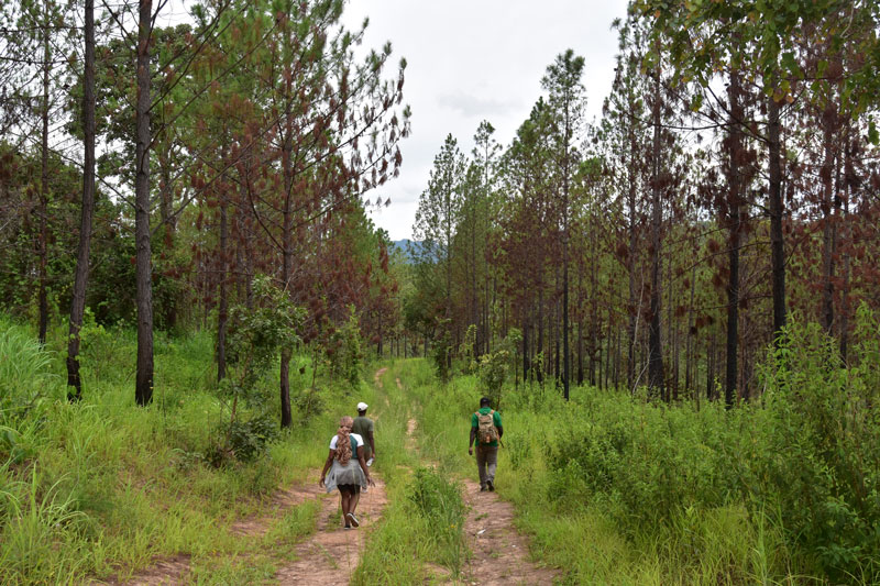 pine plantation in the dzalanyama forest reserve, a water catchment area