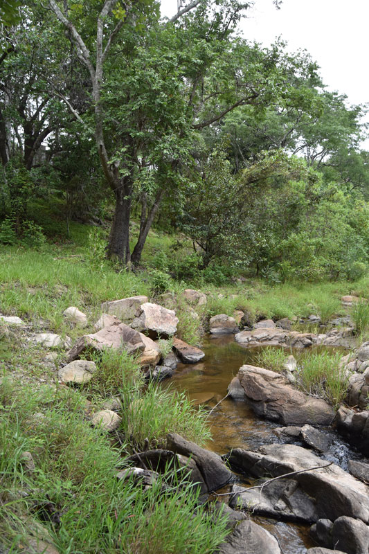 a clear stream of water in the dzalanyama forest reserve