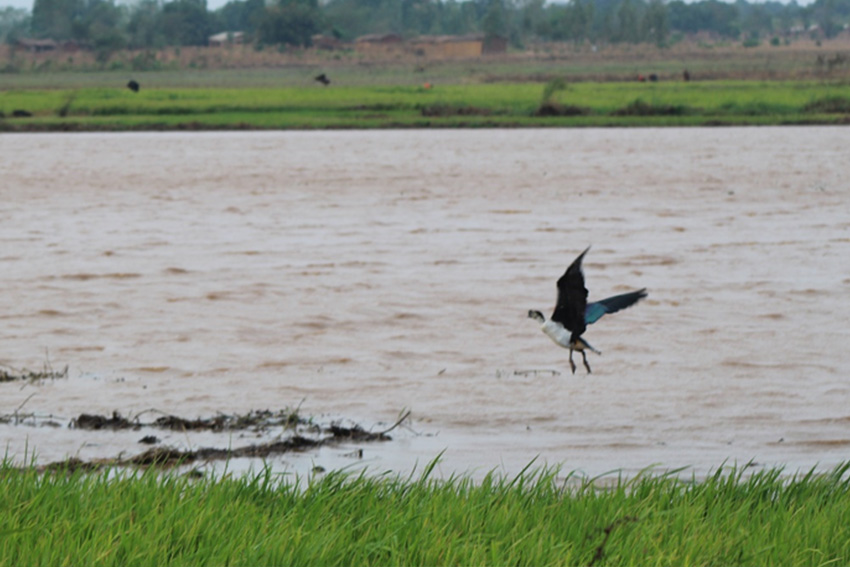 chia lagoon a key biodiversity area in malawi