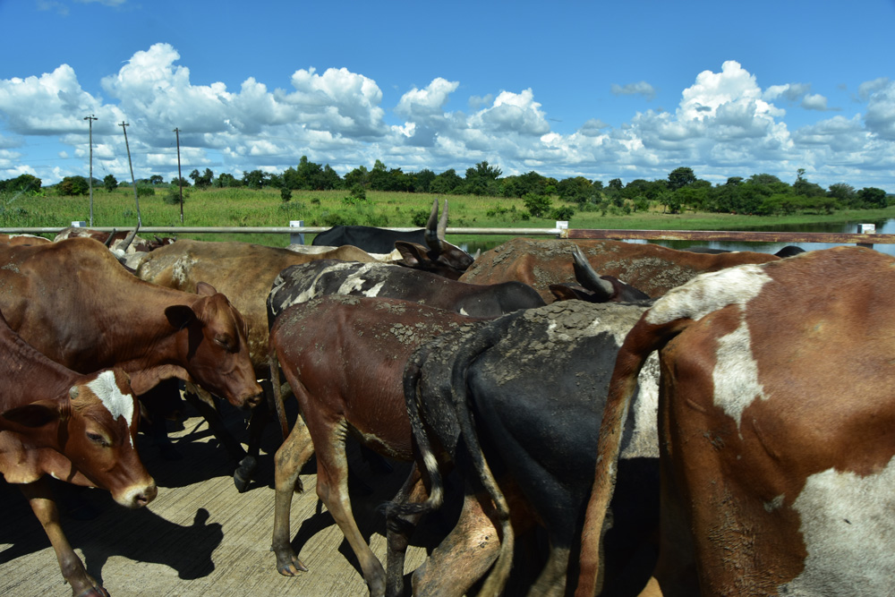 cows blocking the Bua River road bridge