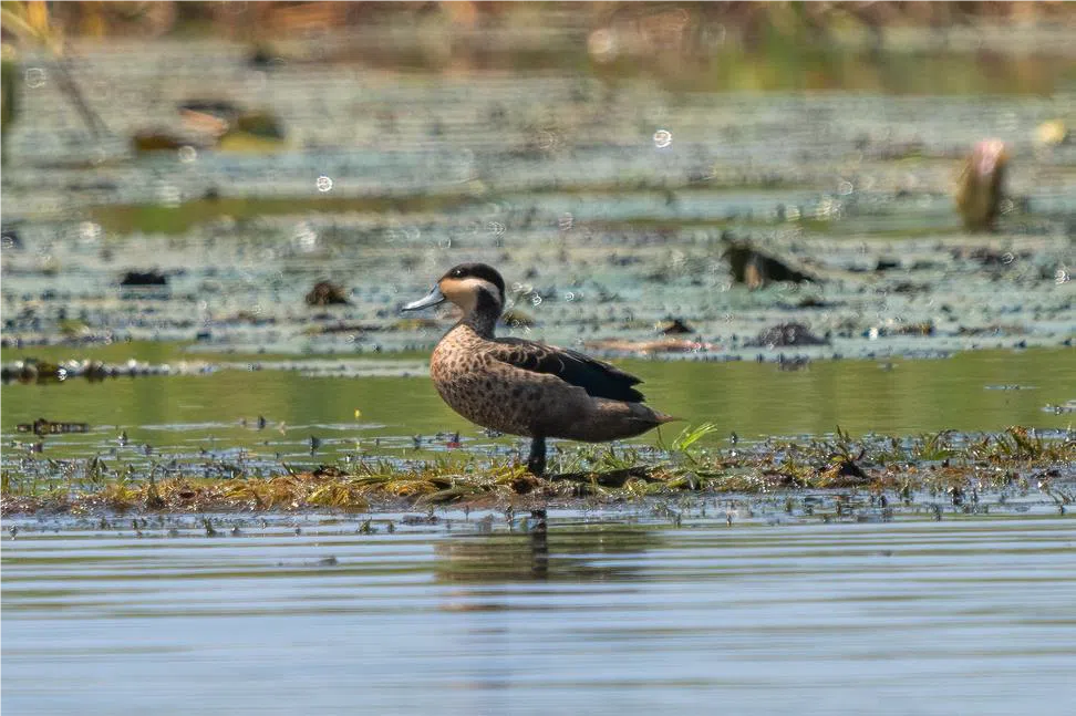 Chia Lagoon is a feeding, resting, and refuge site for many migratory birds. © Wildlife and Environmental Society of Malawi